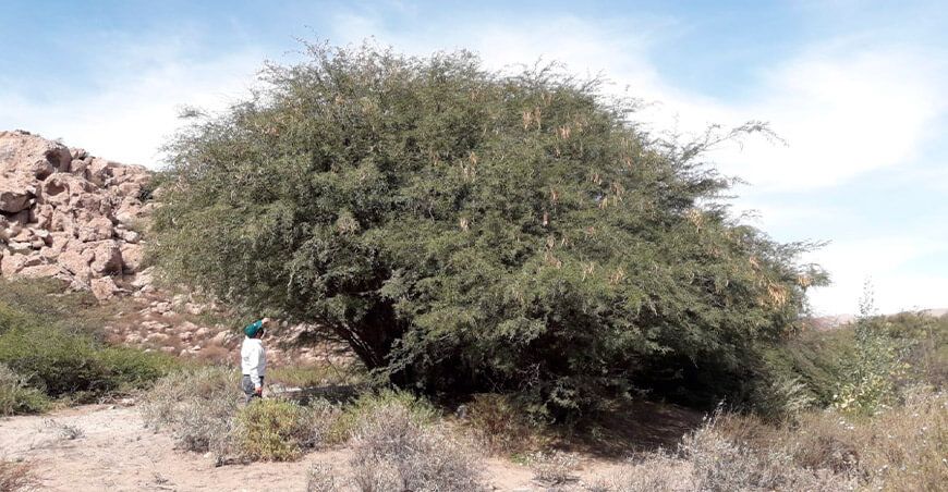 Serfor y distrito de Yarabamba se unen por la protección y restauración del yaro Arequipa Perú
