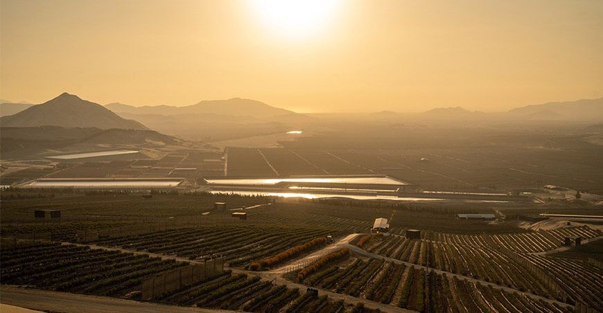 Hortifrut lanza BerryReality, un proyecto de realidad virtual sobre la industria de los berries arándanos Perú