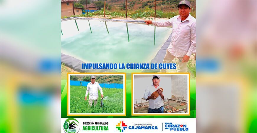 Construcción de reservorios impulsa el cultivo de alfalfa y la crianza de cuyes en San Marcos Cajamarca Perú