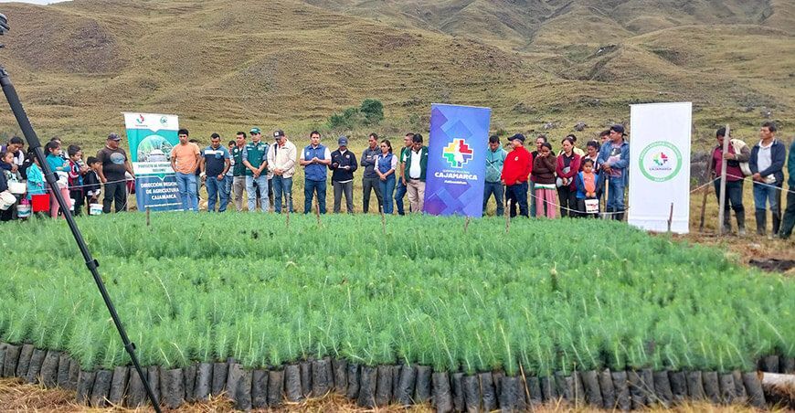 Gobierno Regional de Cajamarca ha reforestado más de 20 hectáreas con plantones de pino en zonas altoandinas del distrito de San José de Lourdes