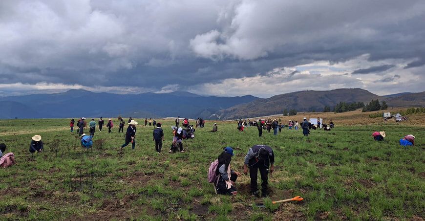 Cajamarca reforestación instalación plantones forestales San Pablo Perú