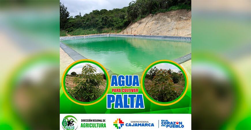 Importancia de los reservorios para cultivar palta en Cajamarca Perú