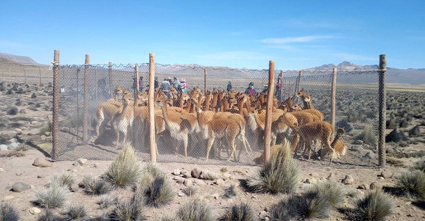 Chaccu de vicuñas Tacna Perú