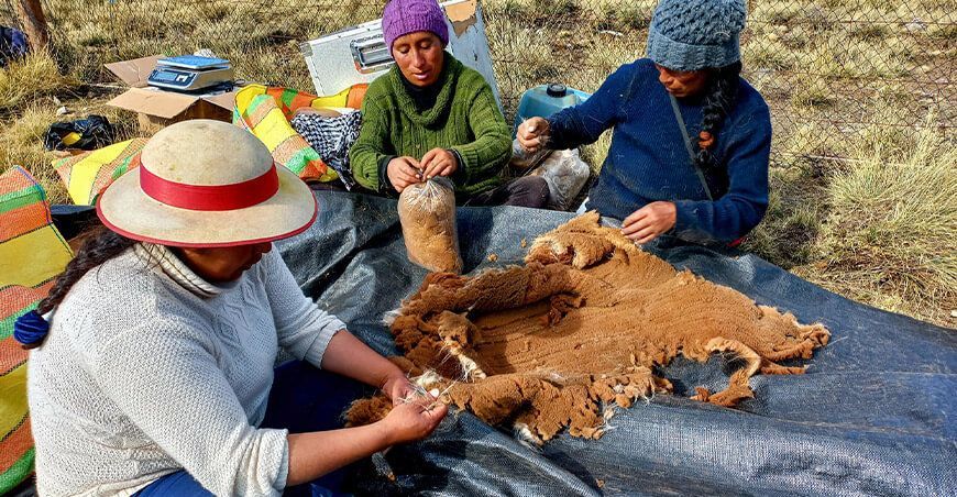 Comunidades campesinas vendieron 245 kg de fibra de vicuña por $70 360 Junín Perú