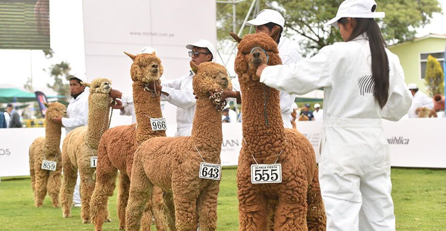 Por primera vez se realizará un concurso de alpacas que incluirá a productores con Certificación RAS