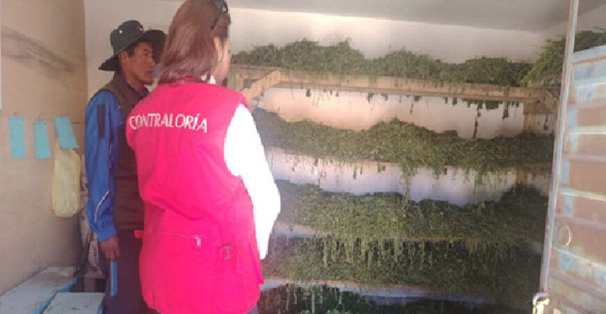 Contraloría detecta incumplimiento en la entrega de alfalfa para aves Suri en Puno Perú