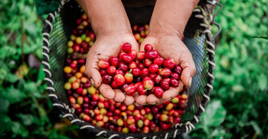 cosecha de café Perú 