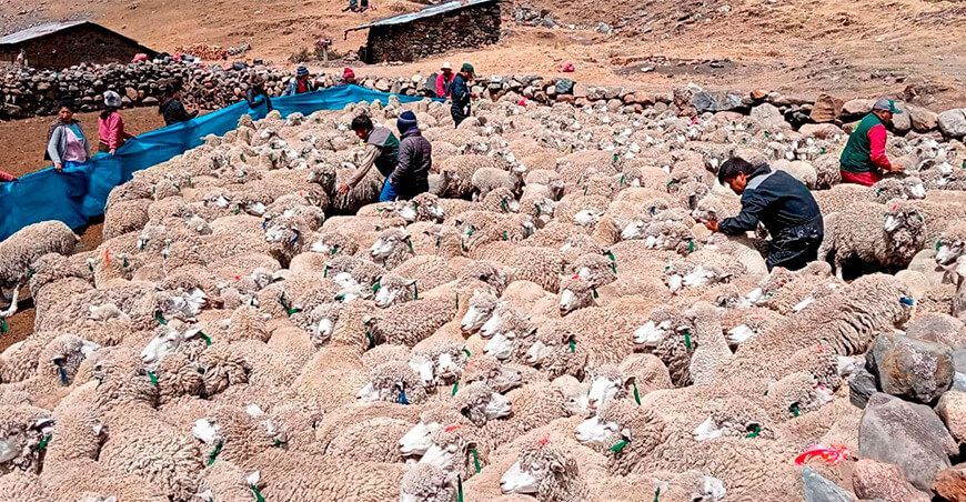 Criadores de ovinos al borde de la quiebra crianza ovinos Perú