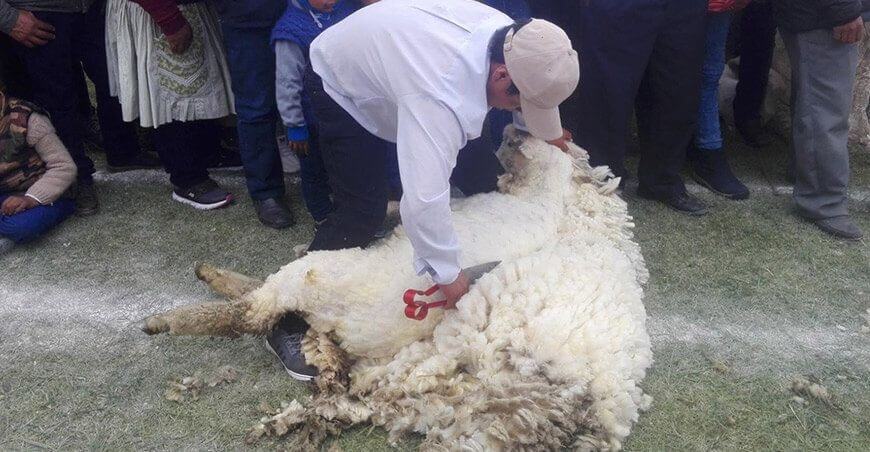 precio de la lana de ovino en crisis Perú