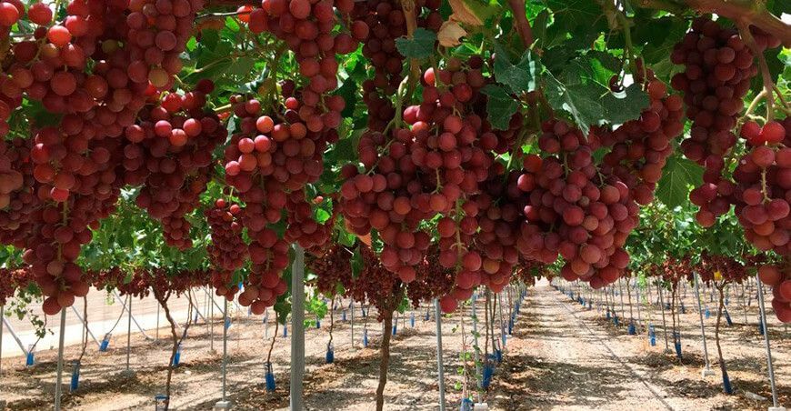 exportación de uvas de mesa Ica Perú