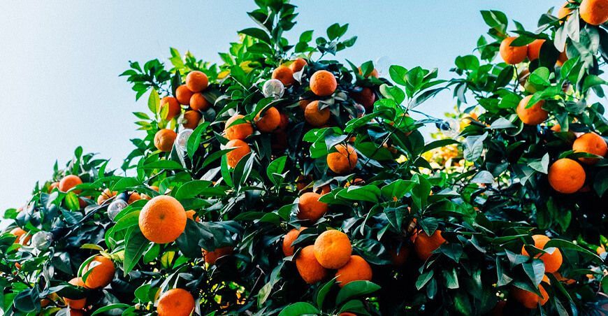 exportación de cultivo de mandarina Perú
