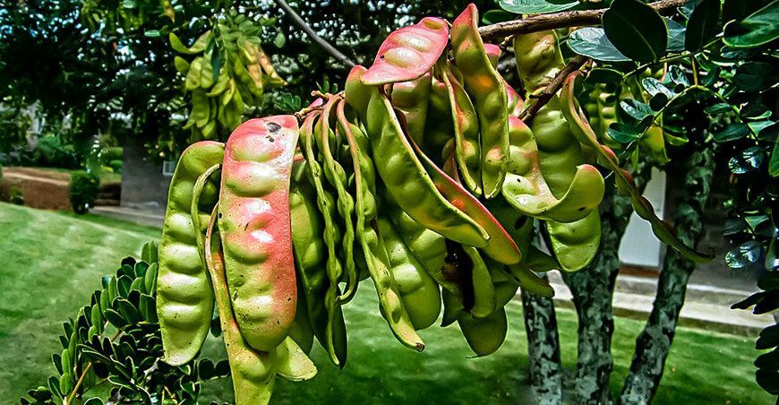 cultivo de tara Perú