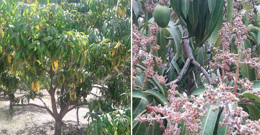 Sequía déficit hídrico afecta cultivo de mango en Piura Perú
