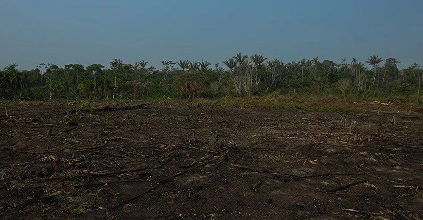 el rescate de la vainilla amazónica por los awajún en Alto Mayo Perú