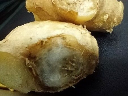 Desarrollo micelial de Pythium en el cultivo de jengibre Perú