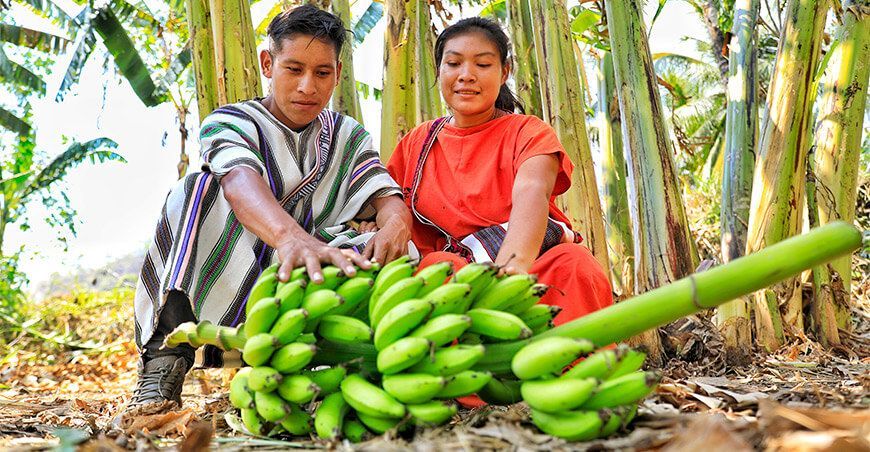 Devida inicia proyecto de plátanos a favor de 408 familias asháninkas de Río Tambo Junín Perú