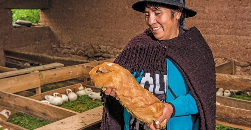 Día Nacional del Cuy productora de cuyes Perú