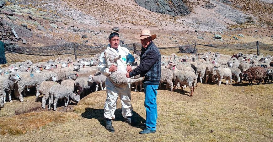 Refuerzan sanidad de ovinos en el sector de Vizcas Junín Perú