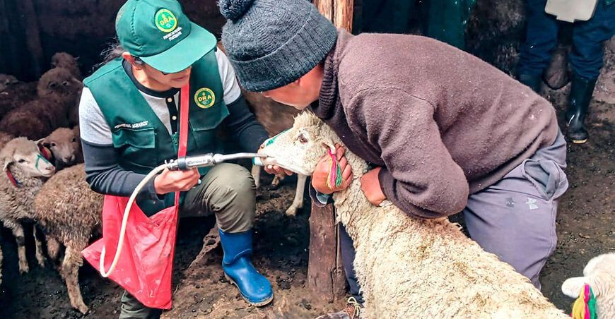 Dosificaron ovinos Junín Perú