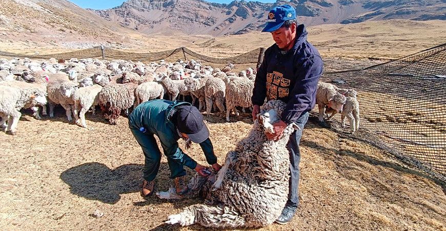 Refuerzan sanidad de ovinos en el sector de Vizcas Junín Perú
