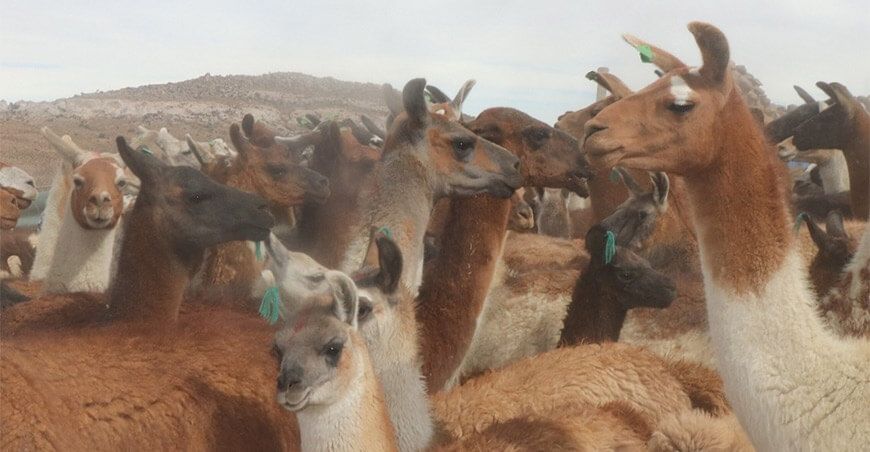 Inmunizarán a más de 20 000 camélidos sudamericanos llamas en Tacna