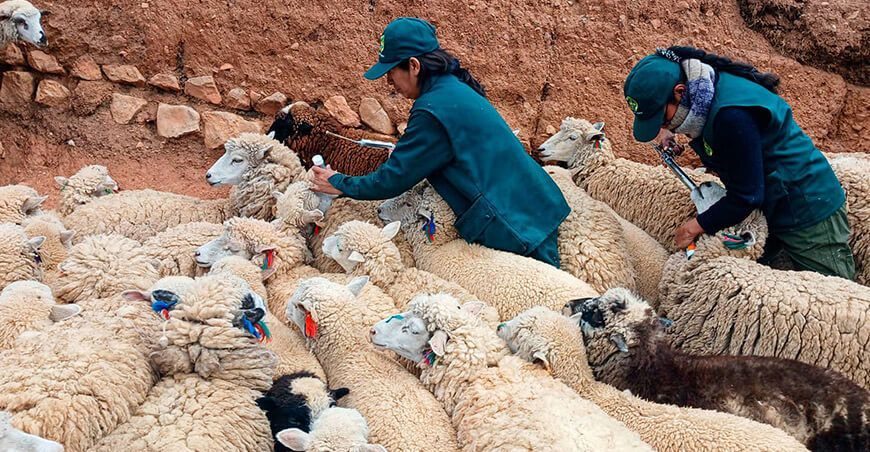 Fortalecieron la sanidad de 1500 ovinos en la comunidad campesina de Angasmayo Junín Perú