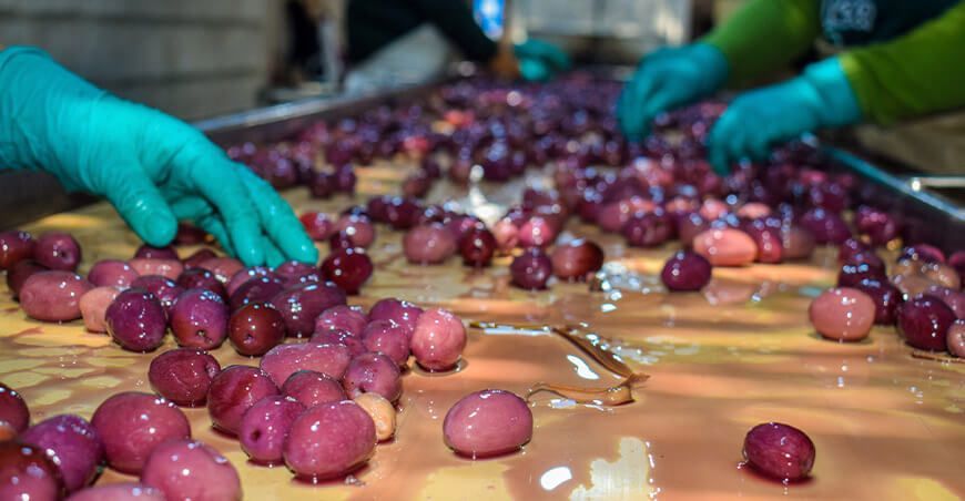 Asociación Agroimba recibe apoyo de calibradora de aceitunas GORE Arequipa Perú