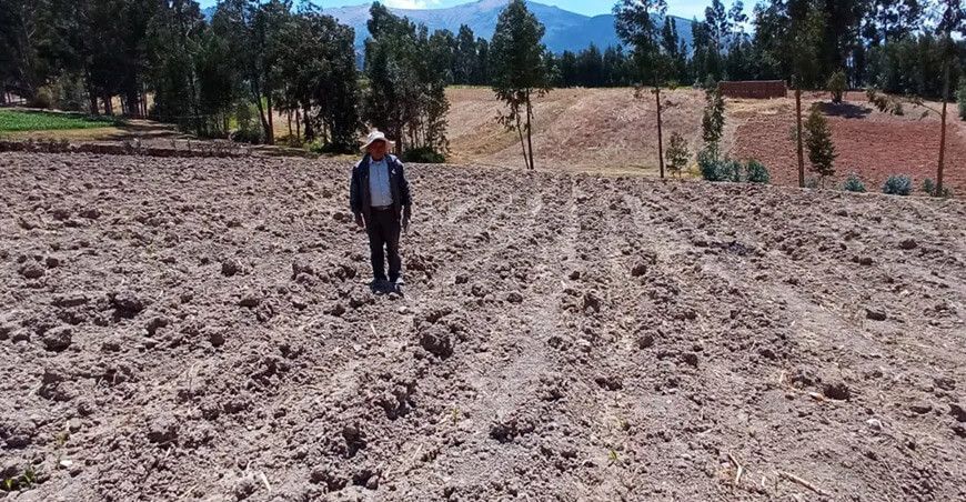Condiciones cálidas y escasas lluvias retrasan campaña agrícola 2024-2025 en la región andina Perú