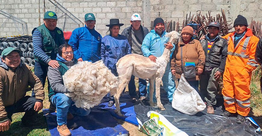 Capacitaron a alpaqueros en esquila y manejo de fibra de alpaca Junín Perú