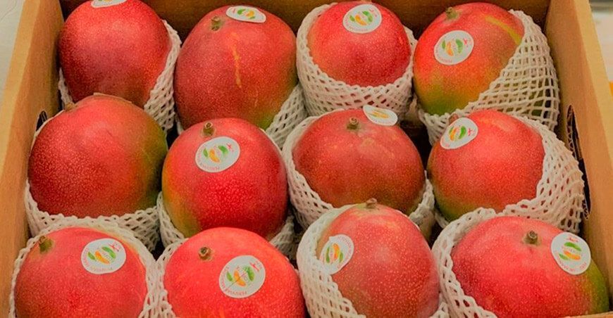 exportación de mango Perú