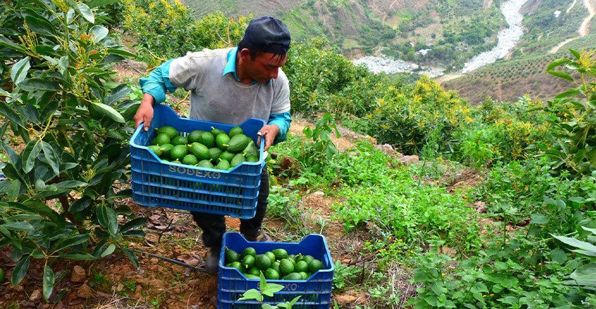 exportación de palta peruana Perú Sedir Ancash
