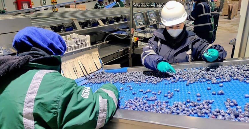 agroexportaciones exportación arándanos Perú
