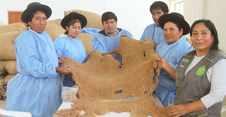 Comuneros se capacitan en predescerdado y descerdado manual de fibra de vicuña de Apurímac Perú