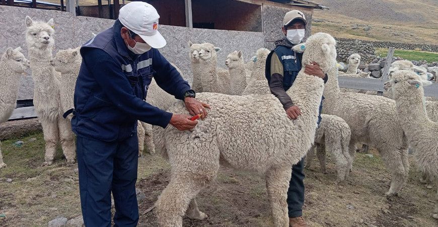 dosificación alpacas Ayacucho Perú