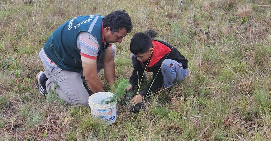 Gobierno Regional de Cajamarca ha reforestado más de 20 hectáreas con plantones de pino en zonas altoandinas del distrito de San José de Lourdes