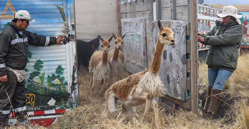 Cajamarca continúa el repoblamiento de vicuñas en Huacraruco