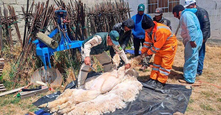 Capacitaron a alpaqueros en esquila y manejo de fibra de alpaca Junín Perú
