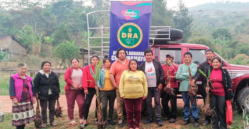 Entregaron más de 300 plantones de banano resistentes al Fusarium R4T GORE Junín Perú