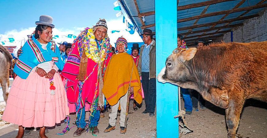 Inauguraron de módulos demostrativos de engorde de ganado vacuno en Puno