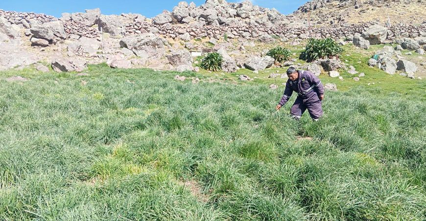 anejo agronómico de pastos perennes para alpacas Ayacucho Perú