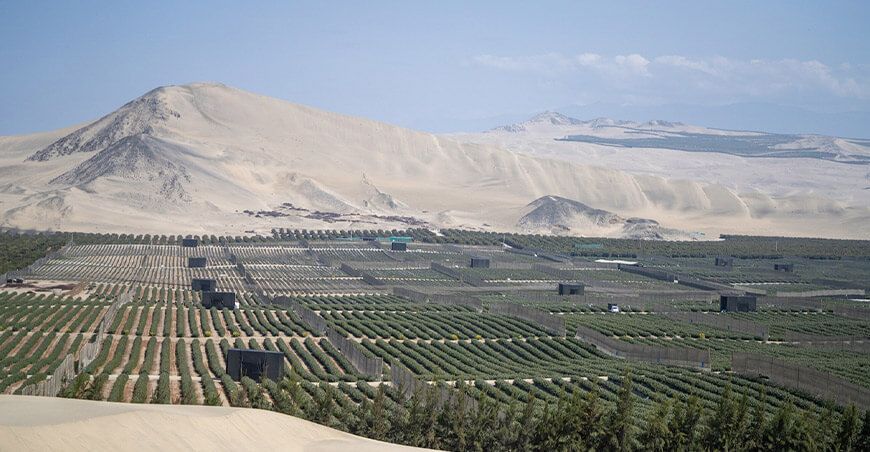 Hortifrut lanza BerryReality, un proyecto de realidad virtual sobre la industria de los berries arándanos Perú