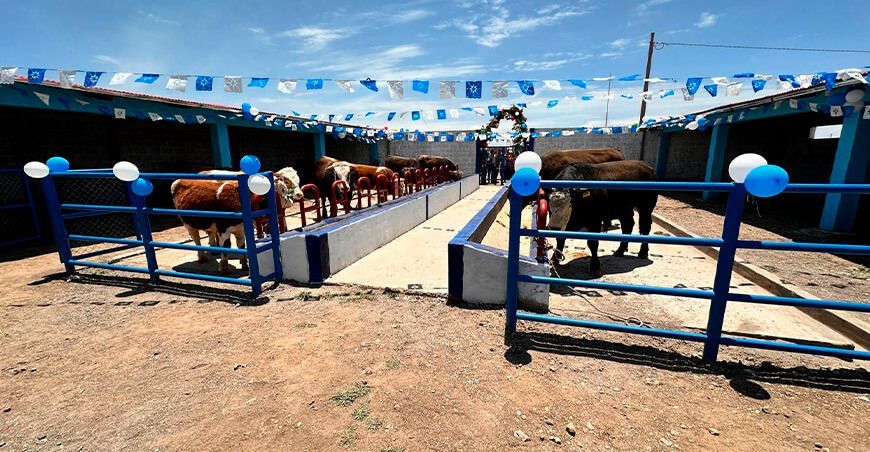 Inauguraron de módulos demostrativos de engorde de ganado vacuno en Puno