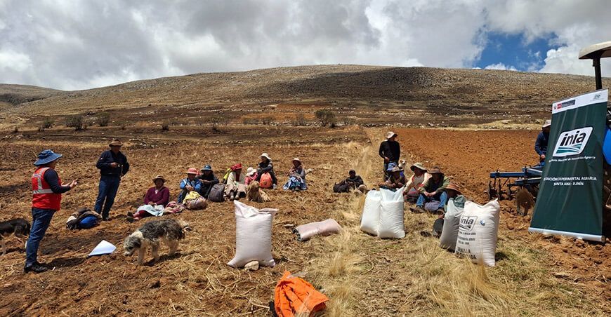 INIA instaló parcela demostrativa de avena forrajera de alto valor en Jauja Junín Perú