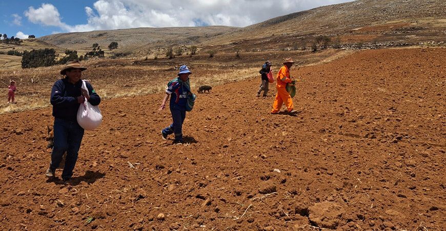 INIA instaló parcela demostrativa de avena forrajera de alto valor en Jauja Junín Perú