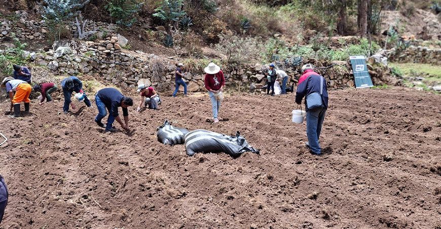 INIA instaló parcela demostrativa para mejorar la calidad del maíz amiláceo Blanco Urubamba en Yanahuanca Pasco Perú