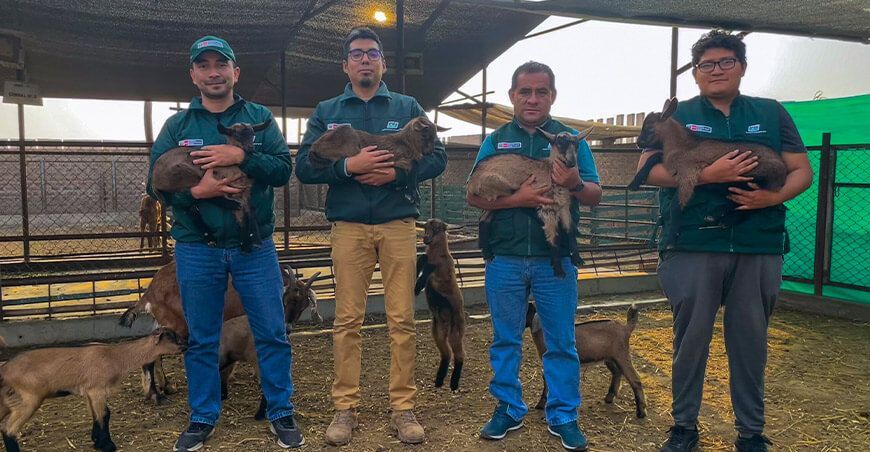 INIA Perú logra el nacimiento de las primeras cabras de raza Alpino Francés con alta calidad genética