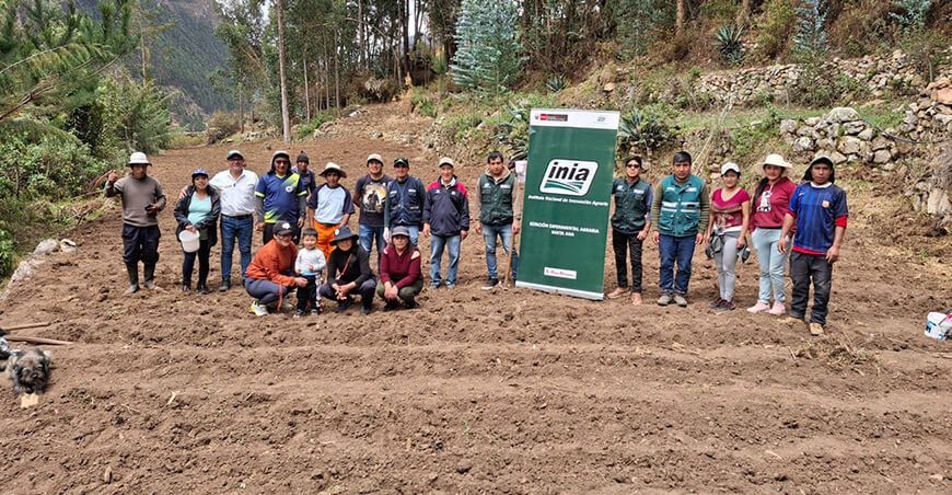 INIA instaló parcela demostrativa para mejorar la calidad del maíz amiláceo Blanco Urubamba en Yanahuanca Pasco Perú