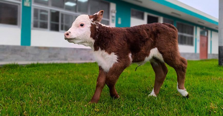 INIA logra nacimiento de la primera ternera de la raza Hereford con alta calidad genética para el Perú