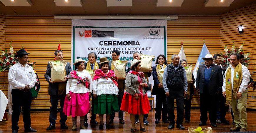 Productores de Puno tienen a su disposición las nuevas variedades de quinua INIA 446 Atipaq y papa INIA 334 Llapanchispaq