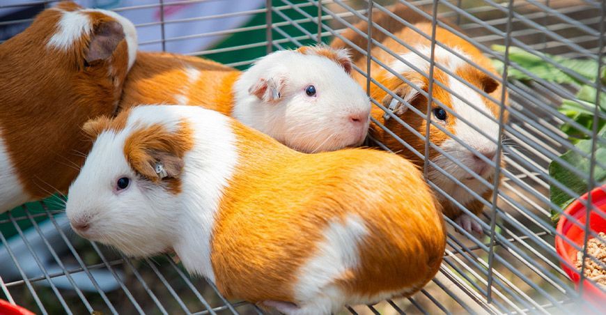INIA conmemora 20 años de la liberación de la primera raza de cuyes Perú con alta calidad genética
